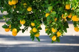 HLB Florida citrus impulsa innovación agrícola en Florida con nuevas tecnologías y estrategias económicas