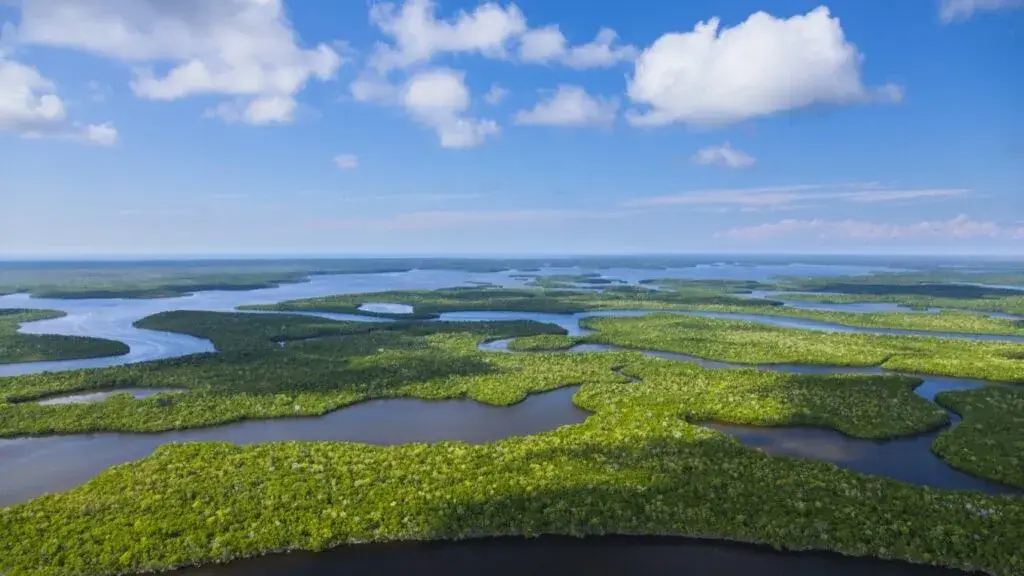 Everglades National Park con humedales, caimanes y ecosistema natural protegido Patrimonio UNESCO