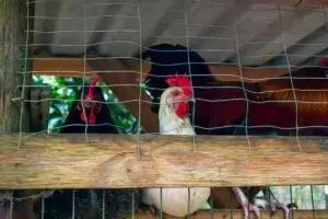 Autoridades en Miami Dade durante operativo por gallos de pelea enjaulados y caso reciente de maltrato animal