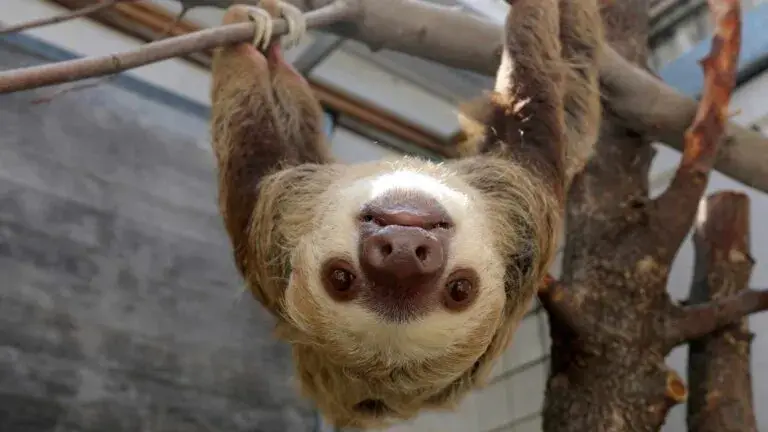perezosos en ambiente controlado resaltando su vulnerabilidad ante cambios de temperatura
