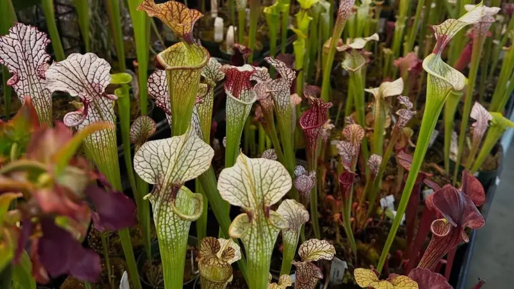 Rare Plant Festival con plantas raras, orquídeas y exhibición en Miami-Dade Fair & Expo Center