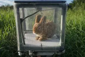 Conejos robot ayudan a controlar especies invasoras en Florida con tecnología ambiental avanzada