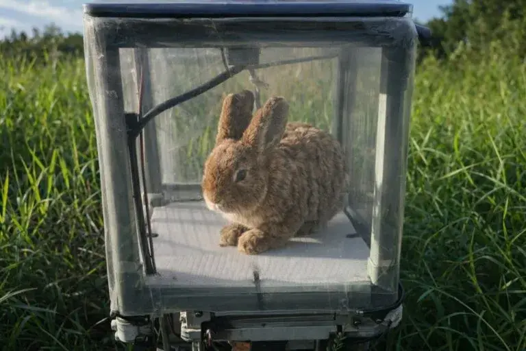 Conejos robot ayudan a controlar especies invasoras en Florida con tecnología ambiental avanzada
