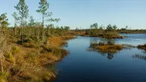 Vida silvestre Florida protegida con corredores verdes y tecnología ambiental sostenible en autopistas