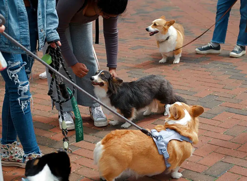 Pet Fest 2026 en Campo Marte con actividades pet friendly y adopción responsable en Ciudad de México