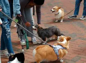 Pet Fest 2026 en Campo Marte con actividades pet friendly y adopción responsable en Ciudad de México