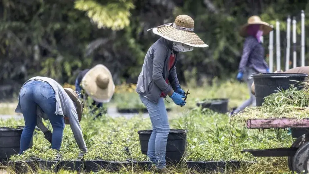 Los inmigrantes mantienen fuerte presencia en la fuerza laboral de Florida