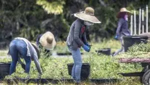 Los inmigrantes mantienen fuerte presencia en la fuerza laboral de Florida