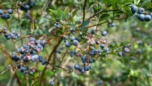 Cultivo de arándanos de Florida afectado por lluvias intensas y pérdidas agrícolas en 2026