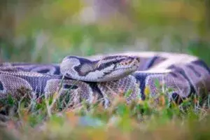 Participantes del Desafío de la pitón recorren los Everglades de Florida durante la competencia ambiental de 2026