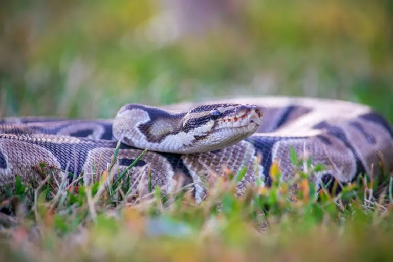 Participantes del Desafío de la pitón recorren los Everglades de Florida durante la competencia ambiental de 2026