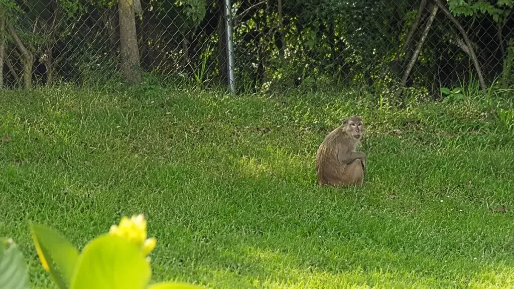 Mono salvaje observado en Florida durante un avistamiento en una zona residencial monitoreada por autoridades