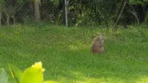 Mono salvaje observado en Florida durante un avistamiento en una zona residencial monitoreada por autoridades
