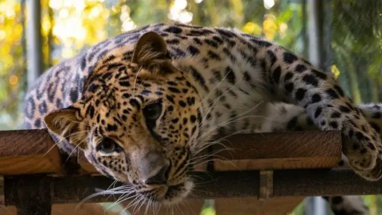 Zoological Wildlife Foundation enfrenta investigaciones por incidentes con fauna exótica