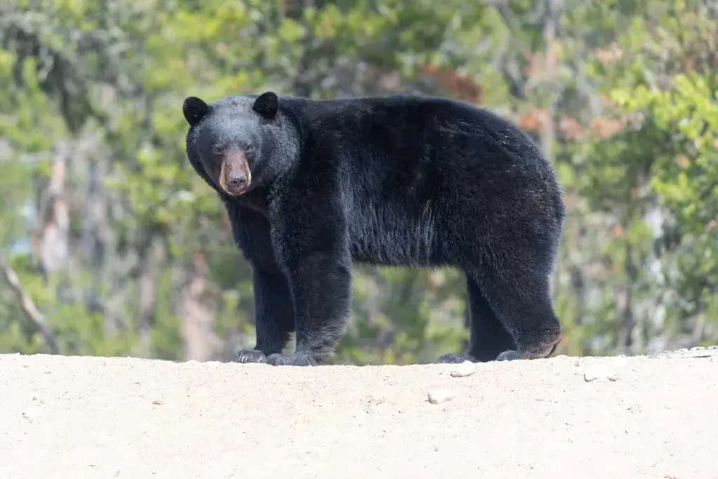 Osos en Florida cerca de viviendas durante la temporada de mayor actividad.