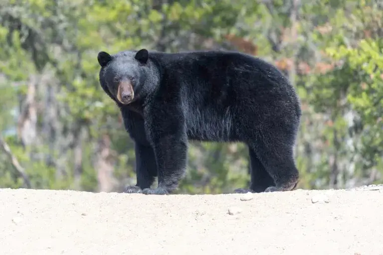 Osos en Florida cerca de viviendas durante la temporada de mayor actividad.
