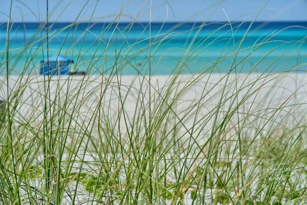 Avistamiento de tiburones en Florida cerca de playas con actividad marina y condiciones seguras para visitantes