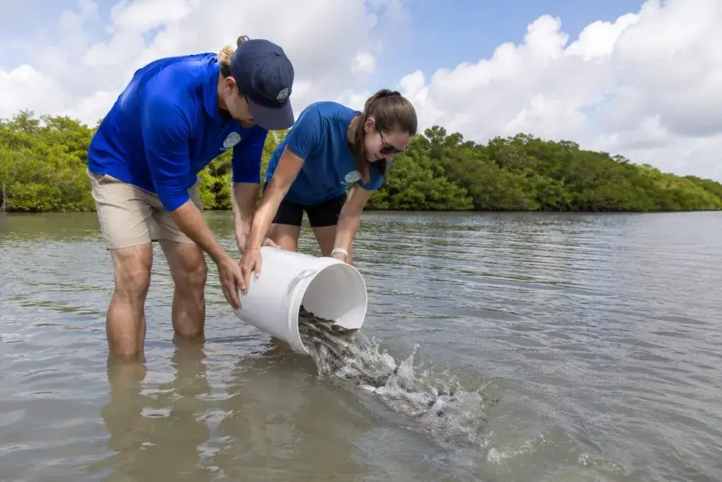 Liberación de robalos en Florida para fortalecer poblaciones silvestres y apoyar la conservación marina costera