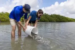 Liberación de robalos en Florida para fortalecer poblaciones silvestres y apoyar la conservación marina costera