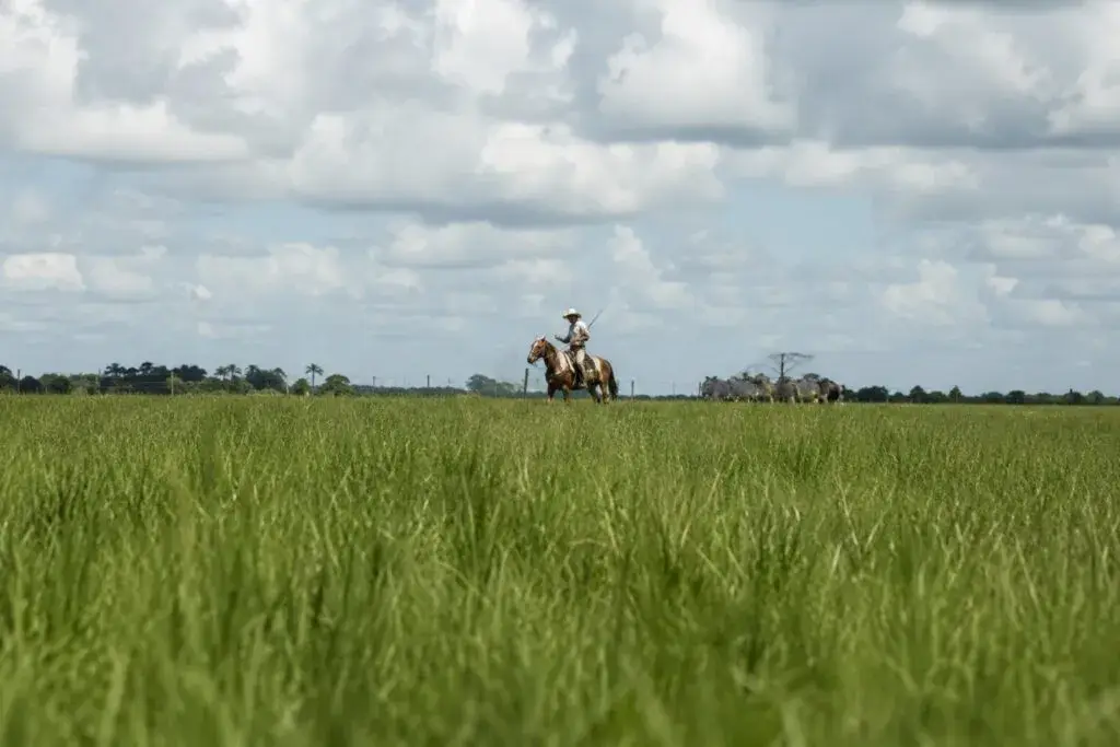 Florida cowboy trabajando en un rancho histórico de Florida, símbolo de una tradición ganadera que sigue viva y fortalece la cultura local.