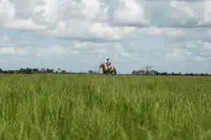 Florida cowboy trabajando en un rancho histórico de Florida, símbolo de una tradición ganadera que sigue viva y fortalece la cultura local.