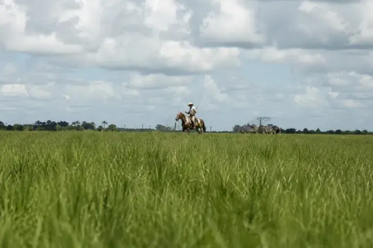 Florida cowboy trabajando en un rancho histórico de Florida, símbolo de una tradición ganadera que sigue viva y fortalece la cultura local.