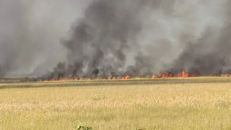 Columna de humo del incendio forestal en los Everglades de Broward vista desde una zona cercana.
