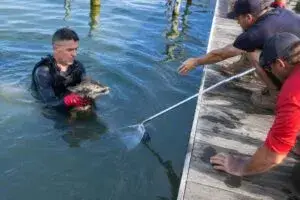 Rescate de coyote en Cape Coral con apoyo de bomberos y vecinos en Florida