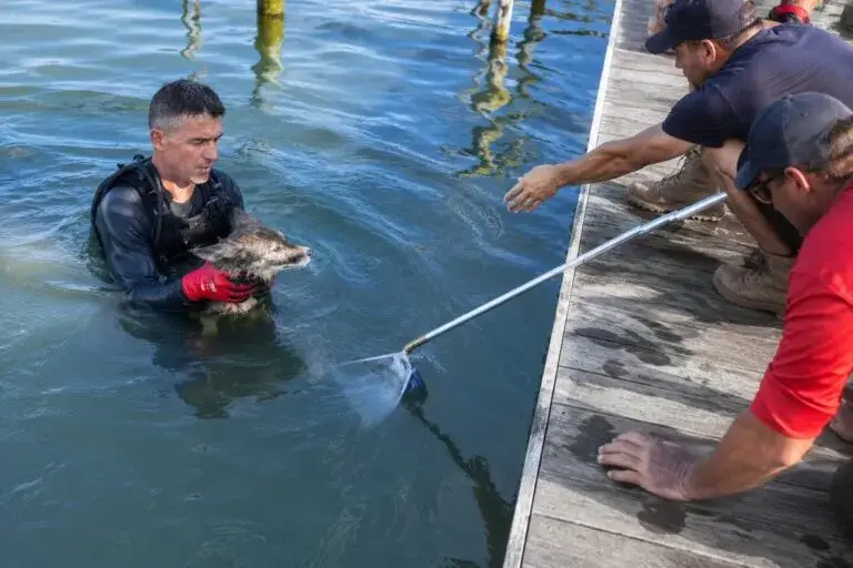 Rescate de coyote en Cape Coral con apoyo de bomberos y vecinos en Florida