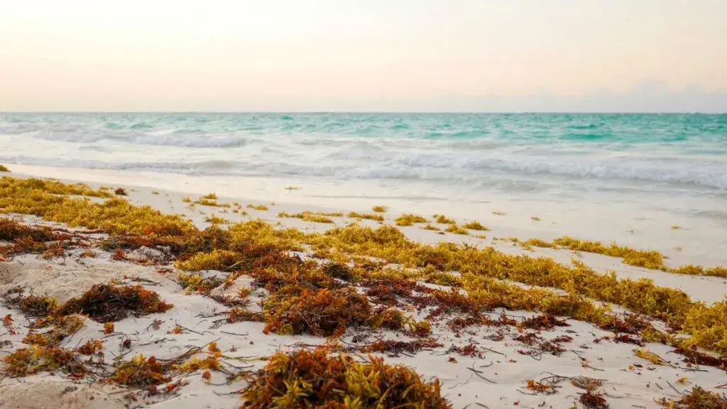 Tecnología en Florida para convertir sargazo en ingrediente alimentario con potencial económicoTecnología en Florida para convertir sargazo en ingrediente alimentario con potencial económico