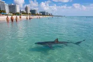 Tiburón en Miami Beach observado cerca de la orilla mientras bañistas disfrutan de una jornada en Florida
