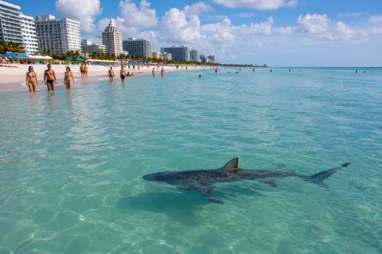 Tiburón en Miami Beach observado cerca de la orilla mientras bañistas disfrutan de una jornada en Florida
