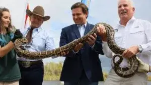 Participantes del Florida Python Challenge recorren los Everglades para capturar pitones birmanas invasoras.