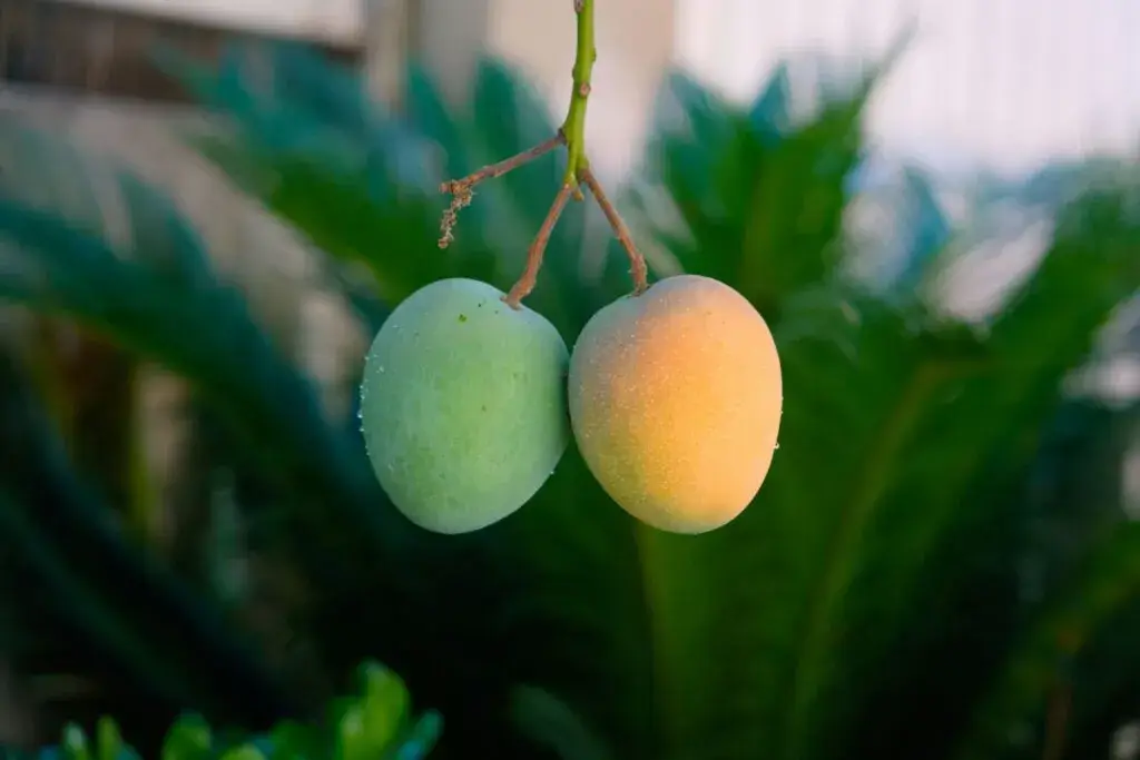 Mangos en Miami en un árbol residencial durante la temporada de cosecha en Florida