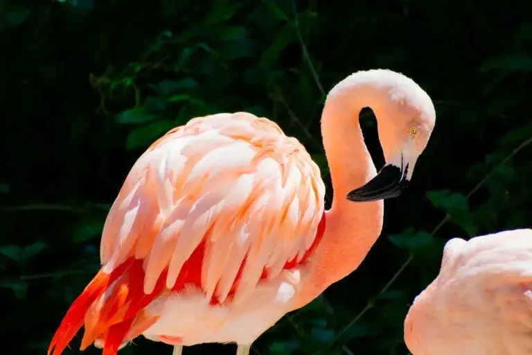 Flamenco americano en Miami Dade, nueva ave oficial que fortalece la identidad y conservación ambiental en Florida.