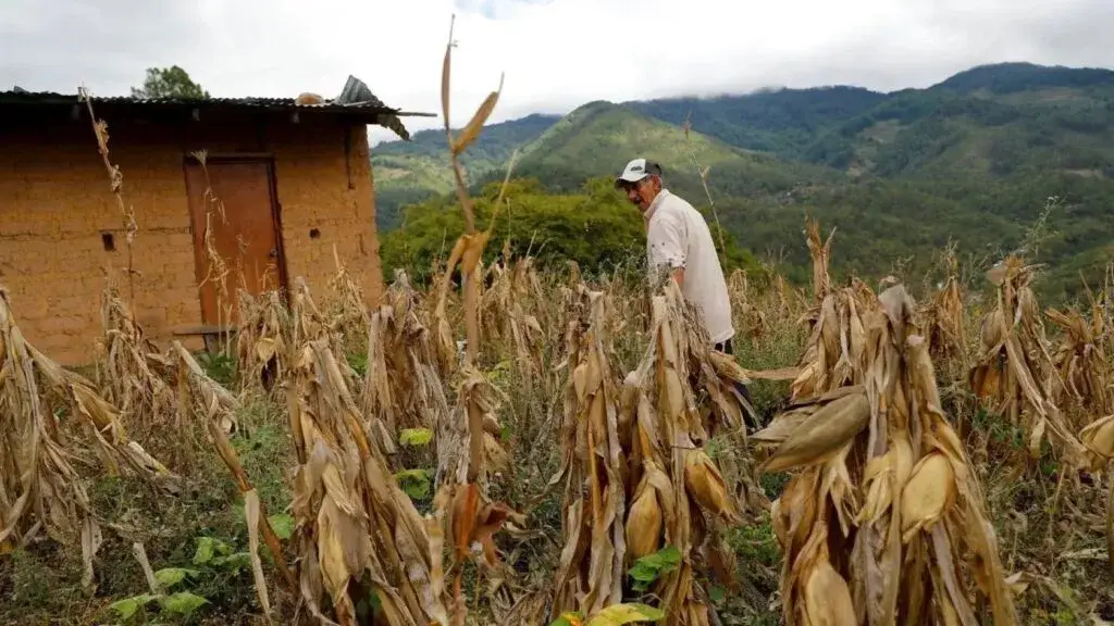 Honduras enfrenta desafíos por la inseguridad alimentaria y el debate sobre la importación de granos básicos.