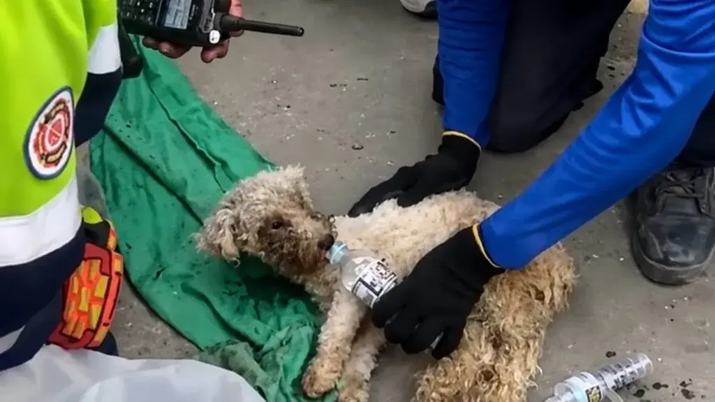 Historia de una perrita rescatada tras permanecer 29 días bajo los escombros en Venezuela.