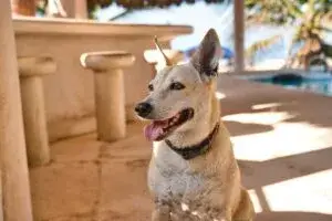 Perros en México y cifras recientes sobre bienestar animal durante el Día Mundial del Perro