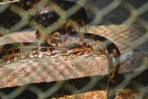 Pitones invasoras en Florida durante un operativo científico de control en los Everglades para proteger la fauna nativa.