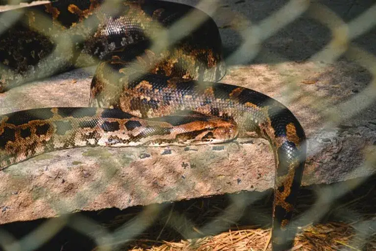 Pitones invasoras en Florida durante un operativo científico de control en los Everglades para proteger la fauna nativa.