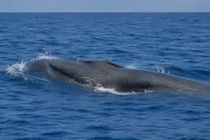 Ballenas de Rice estudiadas en el Golfo de México mediante nuevos sistemas de monitoreo acústico