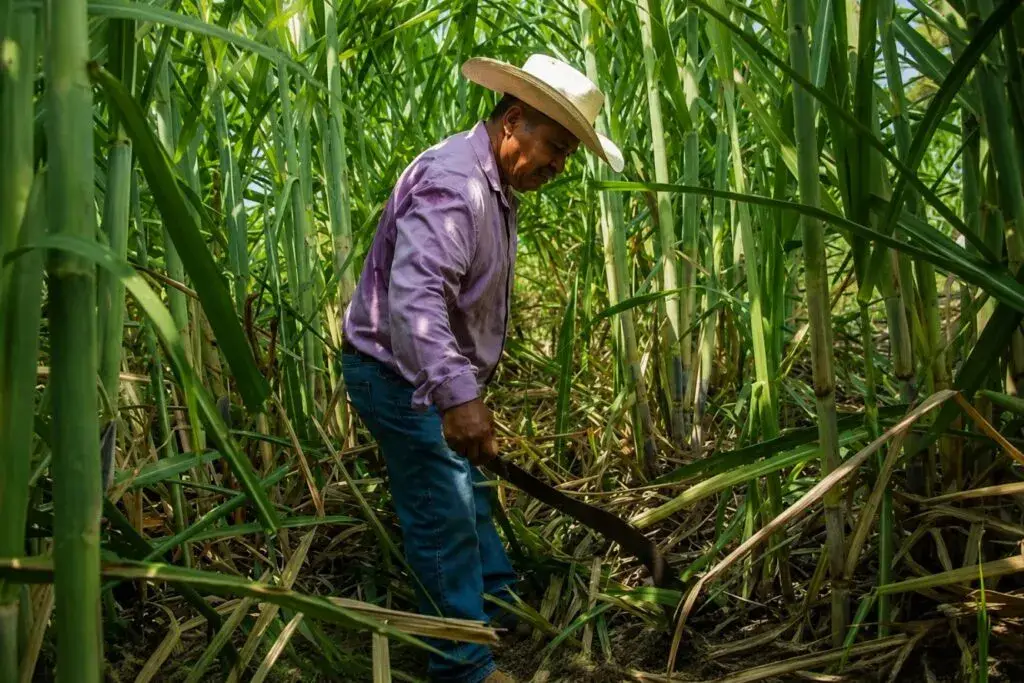 Excedente de azúcar en México afecta los precios y los ingresos de productores cañeros.