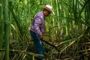 Excedente de azúcar en México afecta los precios y los ingresos de productores cañeros.