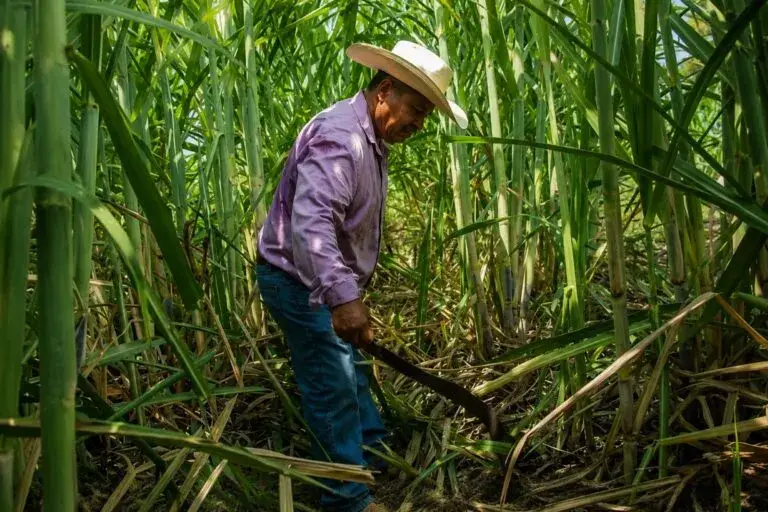 Excedente de azúcar en México afecta los precios y los ingresos de productores cañeros.