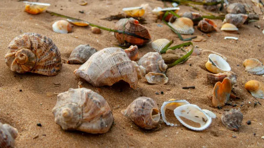 Reciclar conchas ayuda a restaurar arrecifes y mejorar la calidad del agua en ecosistemas marinos.