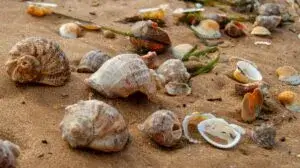 Reciclar conchas ayuda a restaurar arrecifes y mejorar la calidad del agua en ecosistemas marinos.