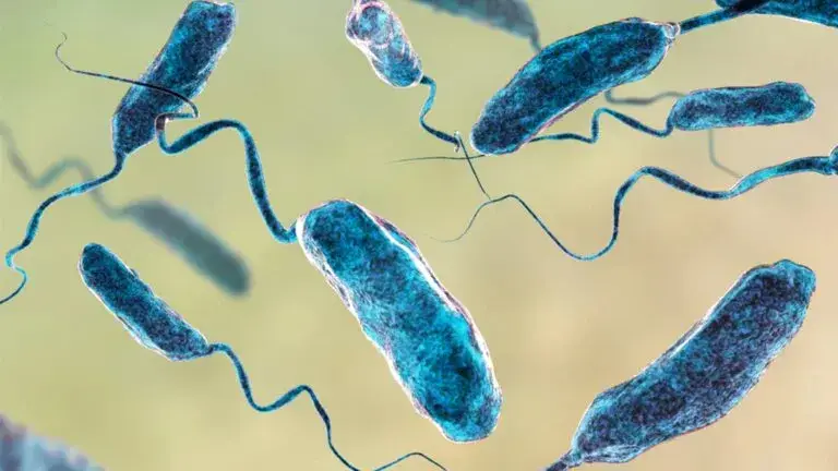 Florida confirmó la primera muerte por bacteria carnívora de 2026 y reporta 12 casos. Autoridades recomiendan evitar el mar con heridas abiertas.