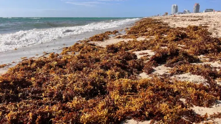 Sargazo y soluciones de economía circular desarrolladas en Miami-Dade para transformar esta biomasa en nuevos productos y recursos.