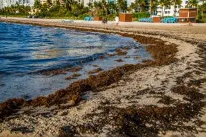 Sargazo en Miami en niveles récord sobre las playas mientras científicos buscan soluciones sostenibles