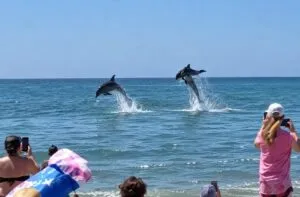 Dos delfines saltando simultáneamente cerca de una playa de Florida, con bañistas observando desde la orilla. Fotografía fotorrealista, profesional, natural, horizontal, sin texto ni marcas.